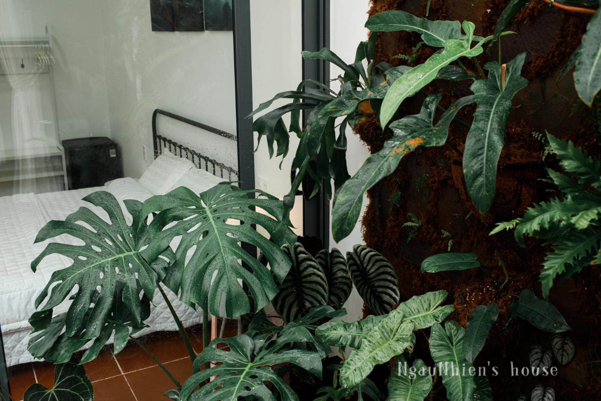 Ngaunhien's House -